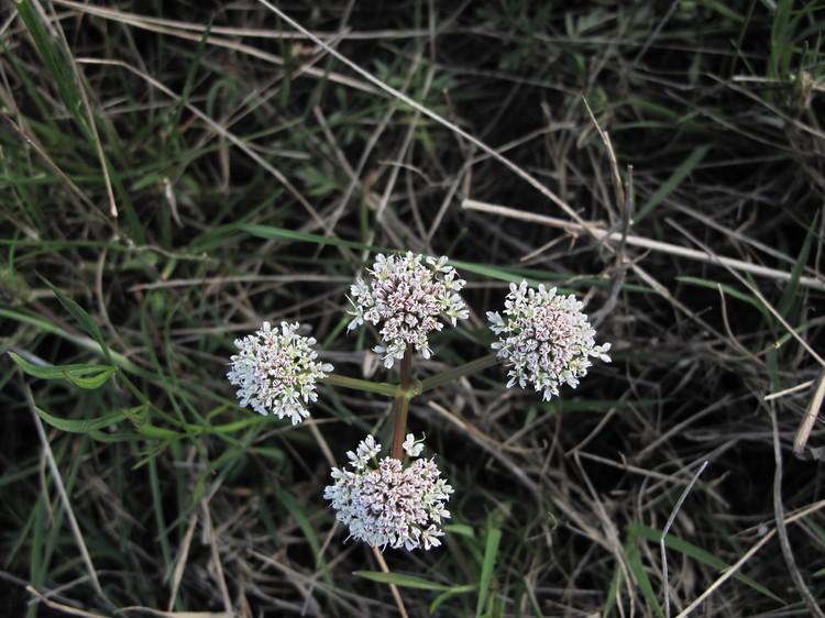 Oenanthe globulosa